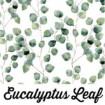 Eucalyptus Leaf