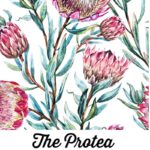 The Protea