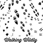 Walking Wildly