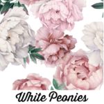 White Peonies